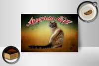 Holzschild Katze 18x12 cm American Curl Wanddeko