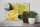 Holzschild Spruch 20x30 cm When life hands you Lemons grab the Salt and Tequila