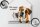 Blechschild Tiere 30x40 cm Katze und Hund Wir waren es nicht Deko Schild