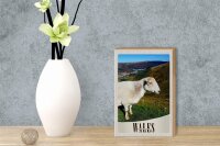 Holzschild Reise 12x18 cm Wales United Kingdom Schaf Wiese Natur