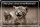 Blechschild Katze 30x20cm Hey lassen wir die Hunde raus