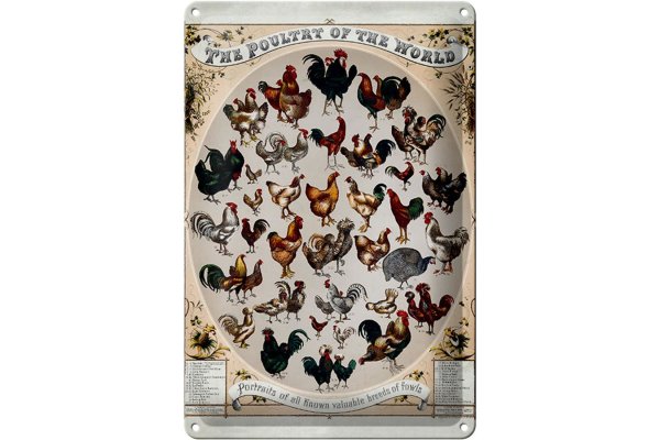 Blechschild Geflügelart 20x30cm the poultry of the world