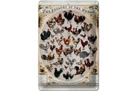 Blechschild Geflügelart 20x30cm the poultry of the world