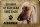 Blechschild Spruch 30x20cm Afghanen Hund ohne kein Heim
