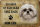 Blechschild Spruch 30x20cm Shih Tzu Hund ohne kein Heim