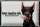 Blechschild Spruch 30x20cm Doberman hier wache ich