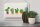 Blechschild Spruch 5 Kakteen Blumentopf Kaktus 30x20cm