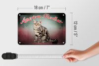 Blechschild Katze 18x12cm American Shorthair Wanddeko