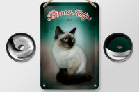 Blechschild Katze 12x18cm Birma Katze 1925 Wanddeko