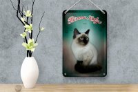 Blechschild Katze 12x18cm Birma Katze 1925 Wanddeko