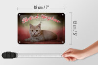 Blechschild Katze 18x12cm Britisch Kurzhaar Großbritannien