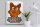 Blechschild Spruch 30x40cm Katze hat noch nie Maus gefangen