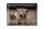 Blechschild Katze 40x30cm Hey lassen wir die Hunde raus