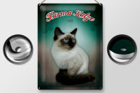 Blechschild Katze 30x40cm Birma Katze 1925 Wanddeko