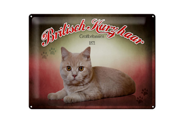 Blechschild Katze 40x30cm Britisch Kurzhaar Großbritannien