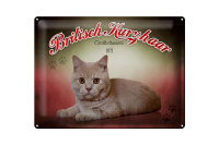 Blechschild Katze 40x30cm Britisch Kurzhaar...