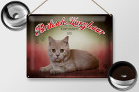 Blechschild Katze 40x30cm Britisch Kurzhaar Großbritannien