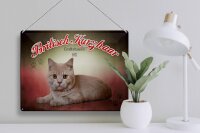 Blechschild Katze 40x30cm Britisch Kurzhaar Großbritannien
