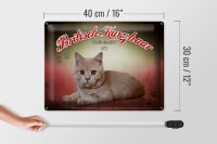 Blechschild Katze 40x30cm Britisch Kurzhaar Großbritannien