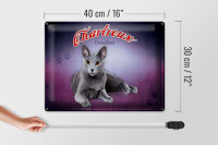 Blechschild Katze 40x30cm Chartreux Deutschland