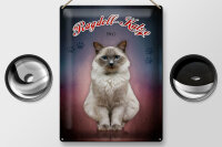 Blechschild Katze 40x30cm Ragdoll Katze 1960 Wanddeko