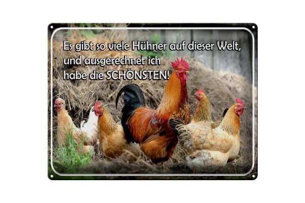 Blechschild Spruch 40x30cm es gibt so viele Hühner und