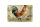 Blechschild Spruch 18x12cm Huhn Hühner Eggs frische Eier