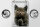 Blechschild Spruch 12x18cm Katze sag noch ein mal Muschi