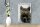 Blechschild Spruch 12x18cm Katze sag noch ein mal Muschi
