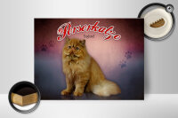 Holzschild Katze 40x30cm Perserkatze England Wanddeko