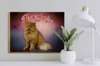 Holzschild Katze 40x30cm Perserkatze England Wanddeko